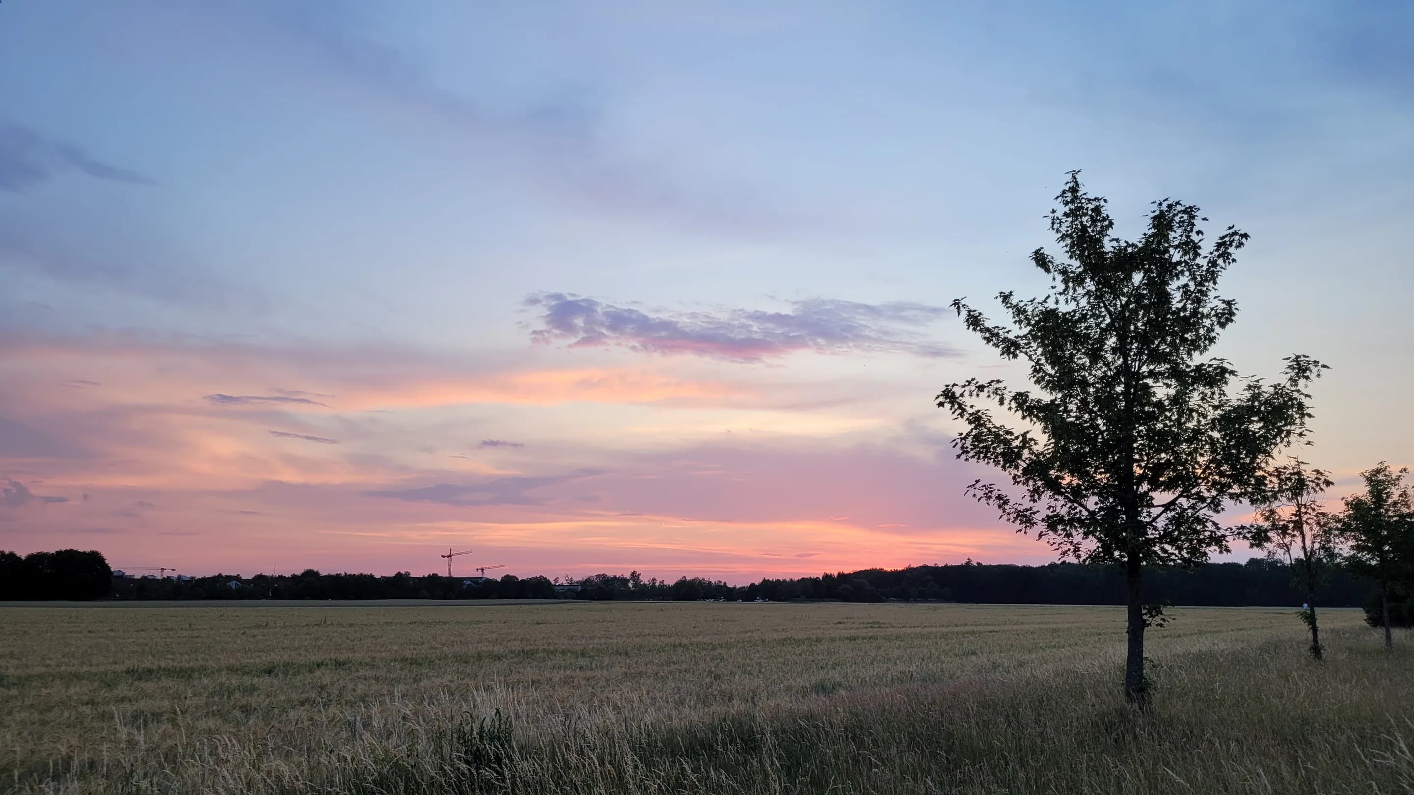 Abendstimmung und Fuchs-Morgen